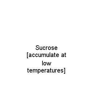 Sucrose [accumulate at low temperatures]